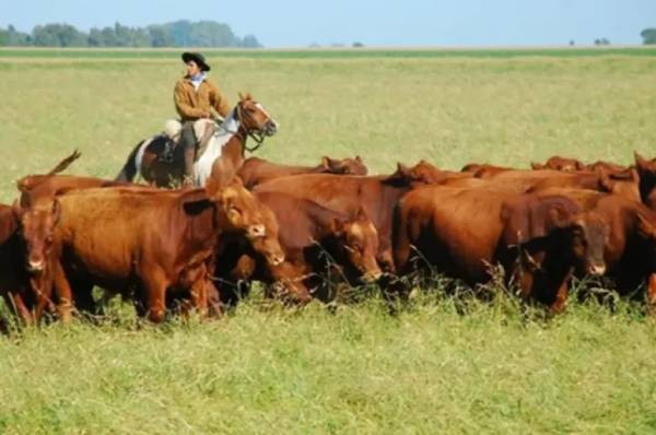 La Pampa asigna $55.000 millones en créditos para impulsar la producción y el agro