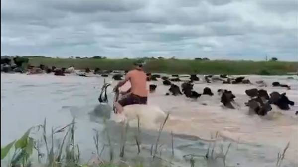 Alerta en el Litoral por inundaciones: 200 mil cabezas de ganado en riesgo debido a la crecida de los ríos