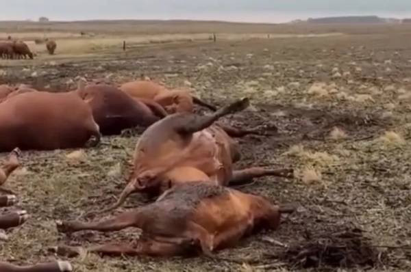 Tragedia ganadera en Catriló: un rayo fulminó a 13 vacunos en un establecimiento rural